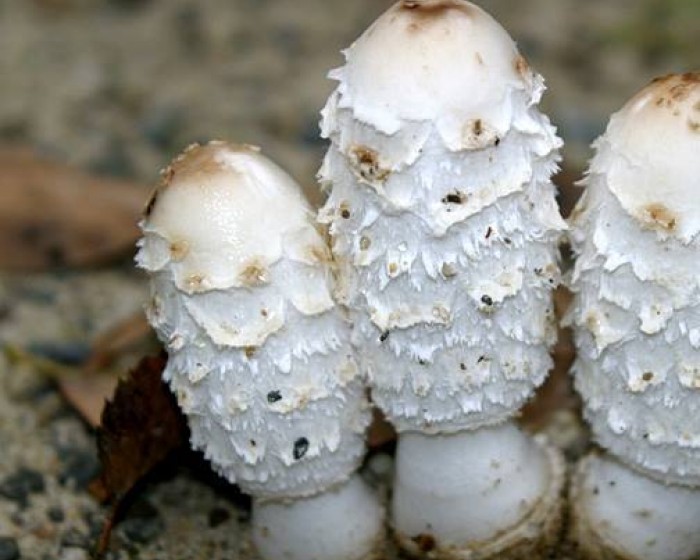 Κόπρινος κομήτης - Έκθεμα του Νοεμβρίου 2025