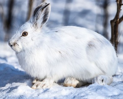 Αρκτικός Λαγός - Το έκθεμα του μήνα για τον Ιανουάριο του 2026