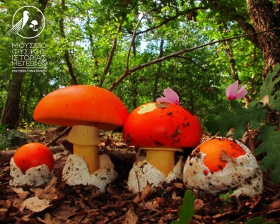 Το έκθεμα του μήνα για τον Οκτώβριο 2025