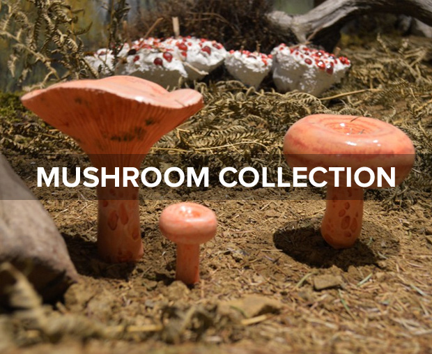 mushroom collection