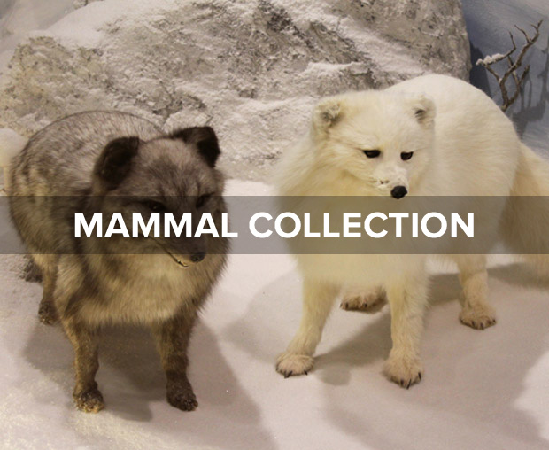 mammal collection