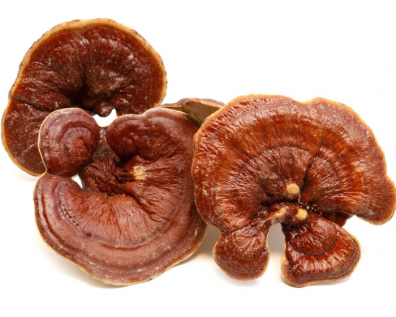 Ganoderma lucidum - A Pharmaceutical Mushroom