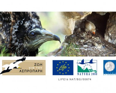 Ο νεαρός Ασπροπάρης των Μετεώρων ετοιμάζεται να ανοίξει τα φτερά του!