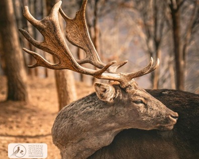 Ελάφι Πλατώνι - Το έκθεμα του μήνα για τον Μάρτιο του 2026