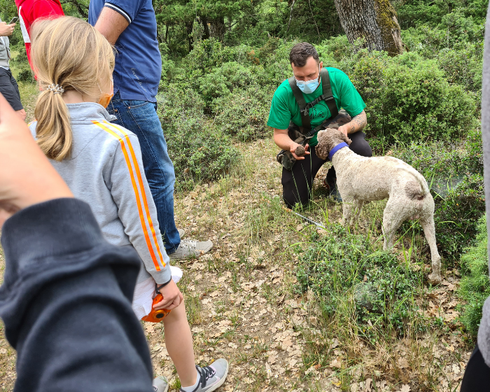 Truffle hunting: First dates announcement for visitors of the area Truffle hunting: First dates announcement for visitors of the area
